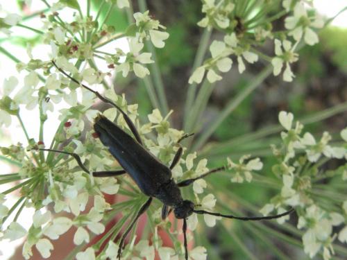Réf. 191 712 : Leptura aethiops